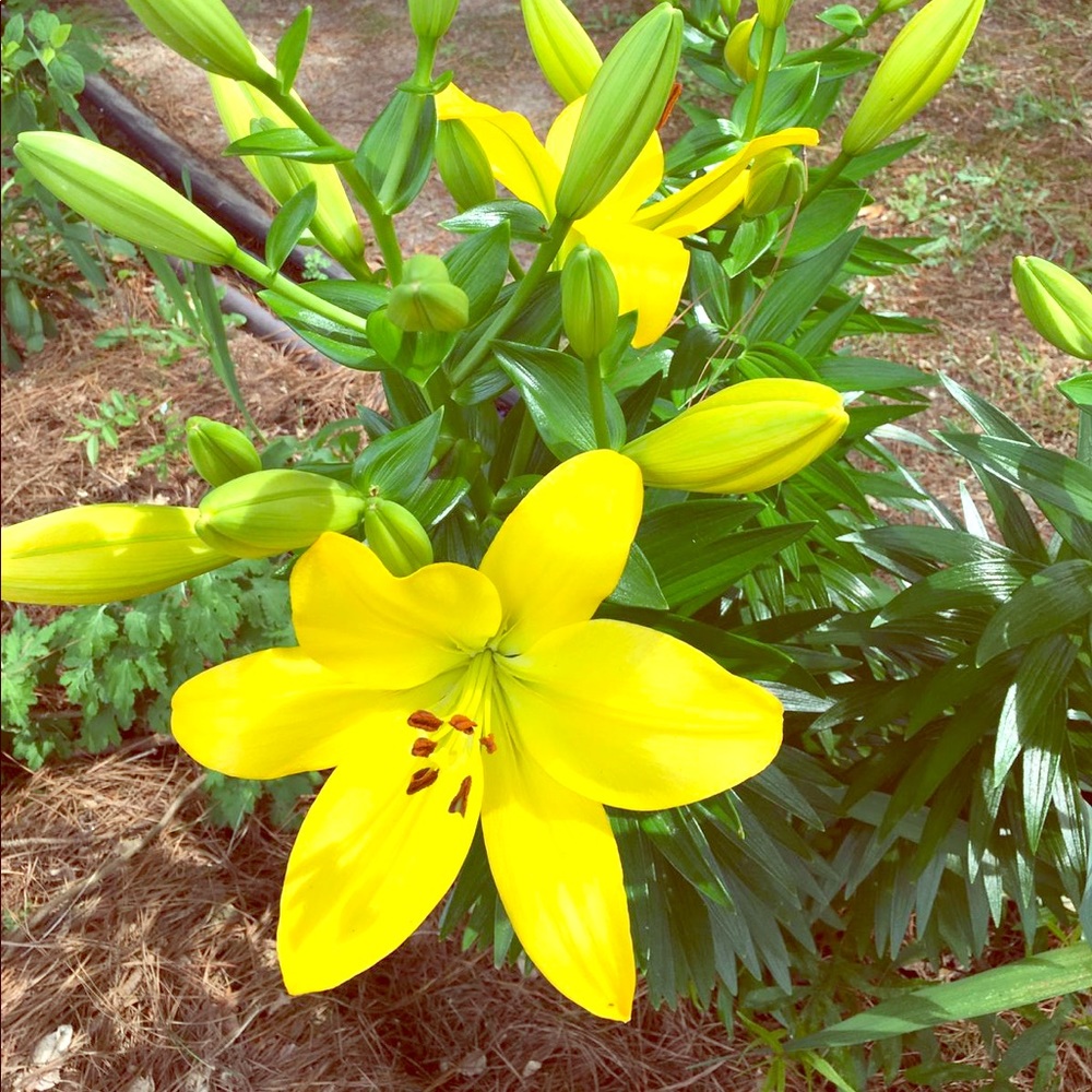 Meet your Posher, Edie